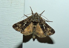 Syngrapha rectangula