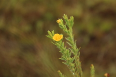 Hypericum humboldtianum