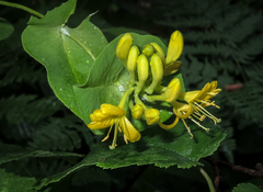 Lonicera hirsuta