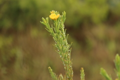Hypericum humboldtianum