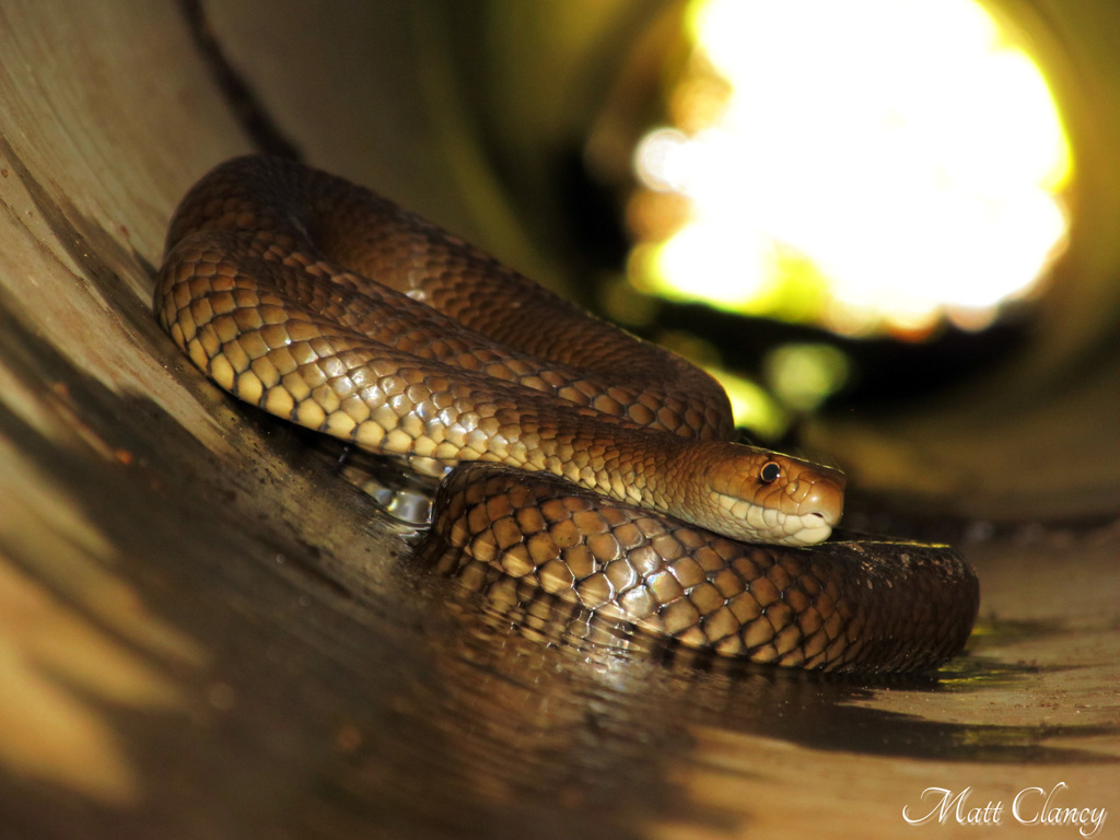 cobra marrom oriental