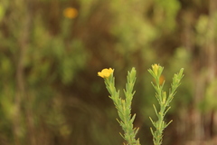 Hypericum humboldtianum