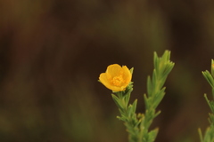 Hypericum humboldtianum