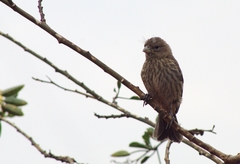 Haemorhous mexicanus