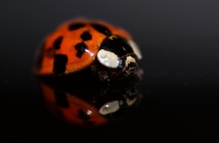 Harmonia axyridis