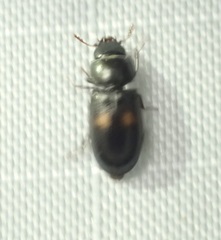 Tenebroides bimaculatus