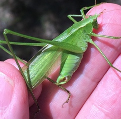 Scudderia curvicauda