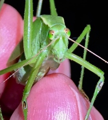 Scudderia curvicauda