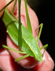 Scudderia curvicauda