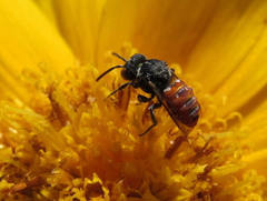 Holcopasites calliopsidis calliopsidis