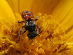 Holcopasites calliopsidis calliopsidis