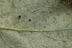 Puccinia calcitrapae