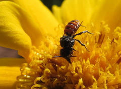Holcopasites calliopsidis calliopsidis