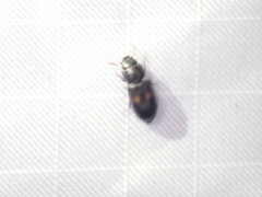 Tenebroides bimaculatus