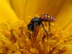 Holcopasites calliopsidis calliopsidis