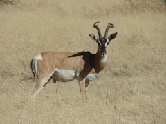 Nanger soemmerringii