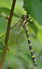 Cordulegaster erronea