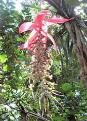 Billbergia