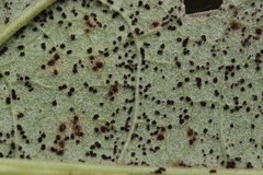 Puccinia calcitrapae