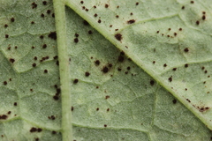 Puccinia calcitrapae