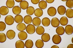 Puccinia calcitrapae