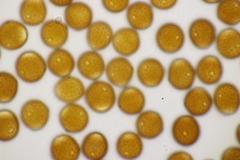 Puccinia calcitrapae