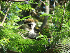 Chlorocebus aethiops