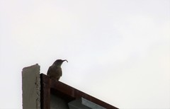 Salpinctes obsoletus