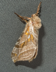 Sthenopis argenteomaculatus