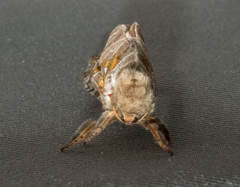 Sthenopis argenteomaculatus