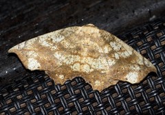 Polyacme dissimilis