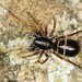 Two-banded Ant-mimic Sac Spider - Photo (c) Jason M Crockwell, some rights reserved (CC BY-NC-ND), uploaded by Jason M Crockwell