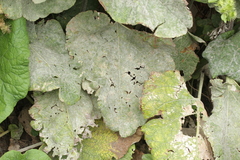 Golovinomyces depressus