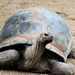 Tortuga Gigante de Aldabra - Photo (c) OZinOH, algunos derechos reservados (CC BY-NC)
