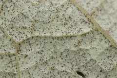 Golovinomyces depressus