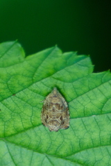 Olethreutes permundana
