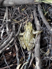 Rana temporaria
