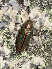 Buprestis striata