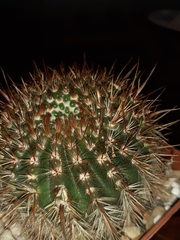Parodia