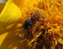 Holcopasites calliopsidis calliopsidis