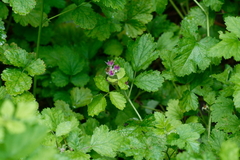 Rubus arcticus