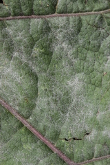 Golovinomyces depressus