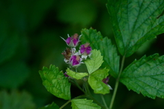 Rubus arcticus
