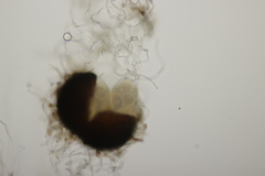 Golovinomyces depressus