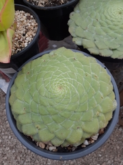 Aeonium tabuliforme