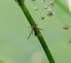 Ptychoptera contaminata
