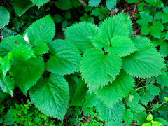 Lamium orvala