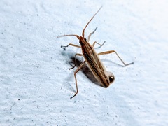 Stenodema trispinosum