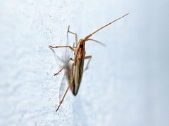 Stenodema trispinosum