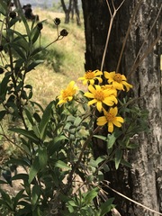 Aldama buddlejiformis